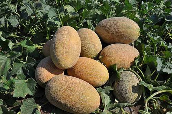 الصنف الذي تم جلبه من فرنسا هو مازن الصنف الذي تم جلبه من فرنسا هو مازن