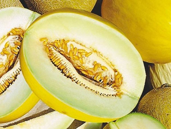 يستغرق صنف كولخوزنيتسا 753 90 يومًا حتى يصل إلى مرحلة النضج. يستغرق صنف كولخوزنيتسا 753 90 يومًا حتى يصل إلى مرحلة النضج.