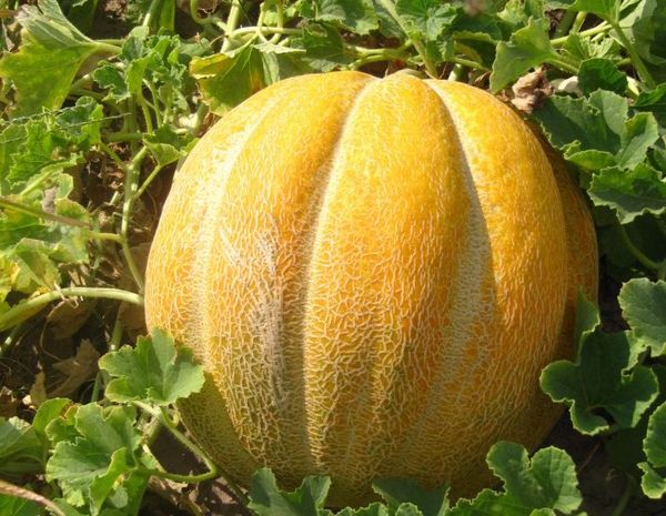 يتميز صنف اثيوبيا بشكله المثير للاهتمام. يتميز صنف اثيوبيا بشكله المثير للاهتمام.