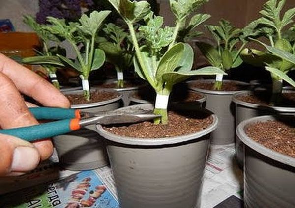 Grafting watermelon negative manifestations during cultivation