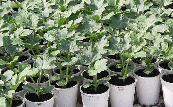 قبل زراعة الشتلات في الأرض، يجب أن يتم ريها. قبل زراعة الشتلات في الأرض، يجب أن يتم ريها.