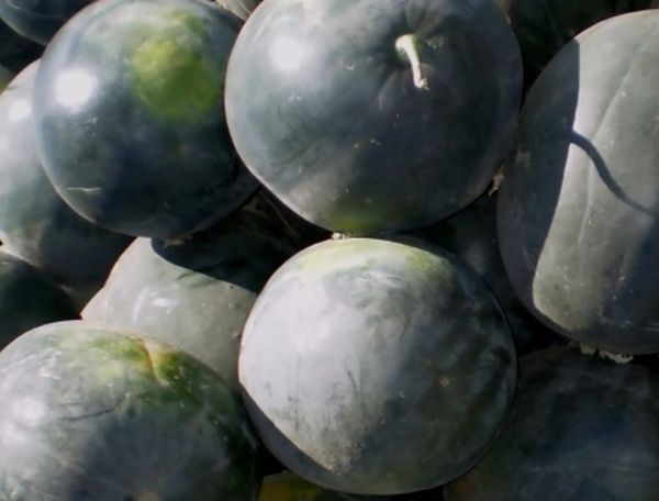 La pastèque Kholodok est une variété mi-tardive.