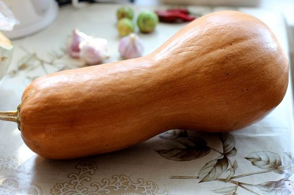 Népszerű tökfajta Pearl