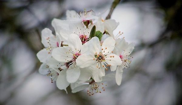 Om foråret kræver kirsebærtræer særlig pleje.