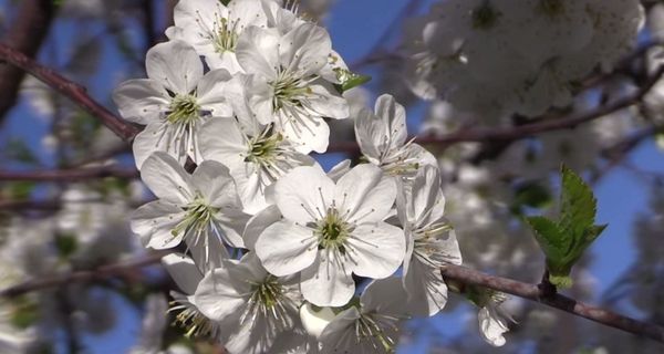 تختلف العناية بالأشجار القديمة عن الأشجار الصغيرة. تختلف العناية بالأشجار القديمة عن الأشجار الصغيرة.