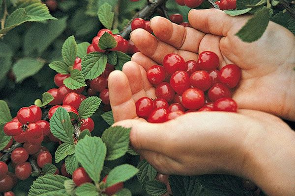 مع الرعاية المناسبة، سوف تنتج شجرة الكرز حصادًا وفيرًا. مع الرعاية المناسبة، سوف تنتج شجرة الكرز حصادًا وفيرًا.