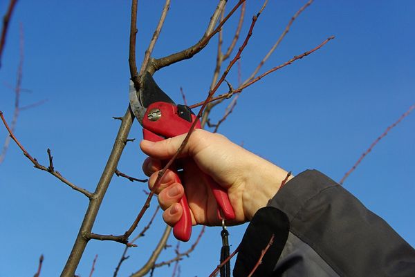 يتم جمع القطع في الشتاء يتم جمع القطع في الشتاء