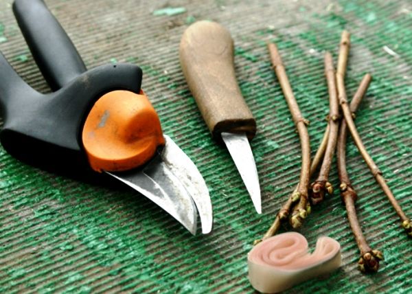 قبل عملية التجذير نقوم باختيار أفضل القطع قبل عملية التجذير نقوم باختيار أفضل القطع