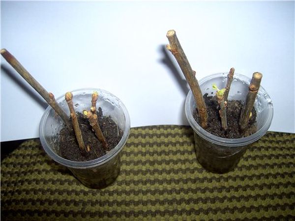 تجذير قصاصات شجرة التفاح الخضراء تجذير قصاصات شجرة التفاح الخضراء