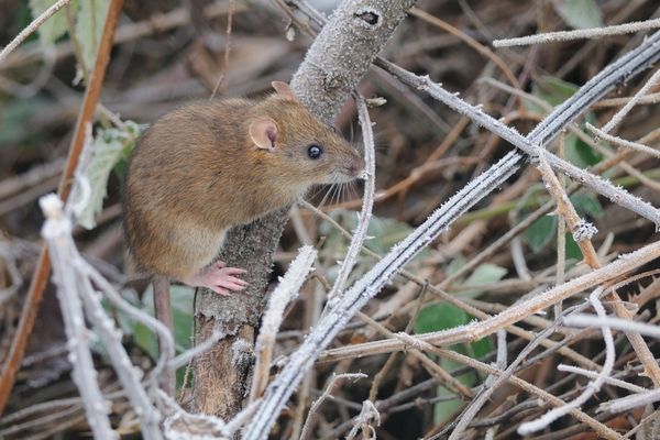 A rágcsálók imádják a fakérget rágcsálni.