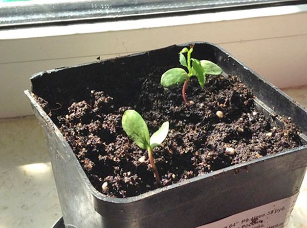 Egy almafát magból lehet nevelni.