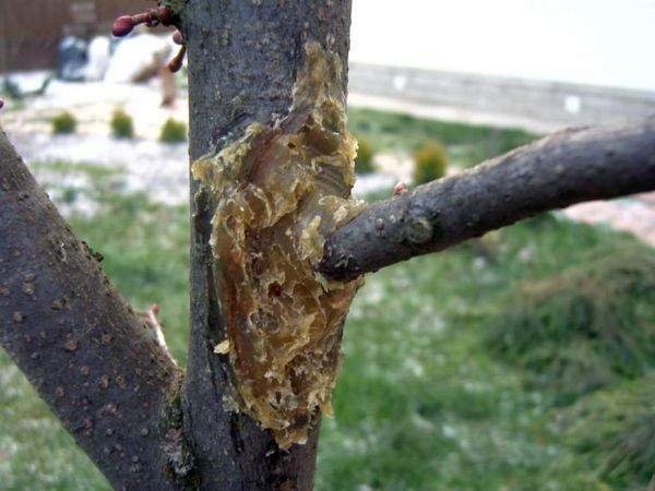 Dārza laka aizsargās bojāto vietu Dārza laka aizsargās bojāto vietu