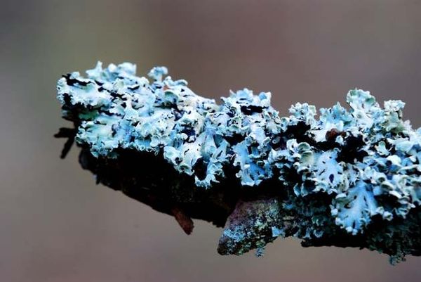 Ķērpji parasti netiek uzskatīti par slimību. Ķērpji parasti netiek uzskatīti par slimību.