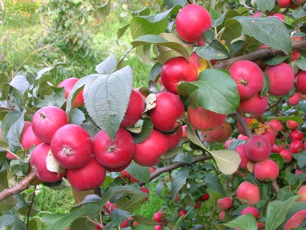 Szibériában sokféle almafa virágzik.