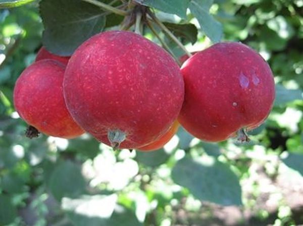 Altaja Bagryanoe ir bagātīga sārtināta krāsa. Altaja Bagryanoe ir bagātīga sārtināta krāsa.