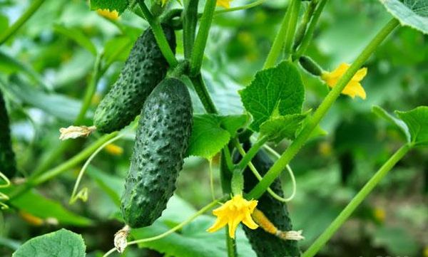 يجب قطع أوراق الخيار بعناية. يجب قطع أوراق الخيار بعناية.