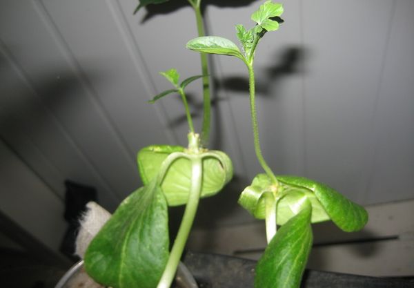 في أغلب الأحيان، يتم تطعيم البطيخ على اليقطين المسمى لاجيناريا. في أغلب الأحيان، يتم تطعيم البطيخ على اليقطين المسمى لاجيناريا.