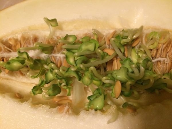 يمكن أكل البطيخ المنبت يمكن أكل البطيخ المنبت