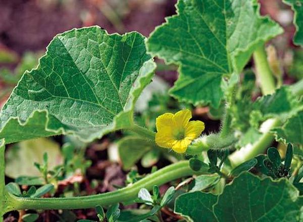 يجب سقي البطيخ بالماء الدافئ فقط. يجب سقي البطيخ بالماء الدافئ فقط.