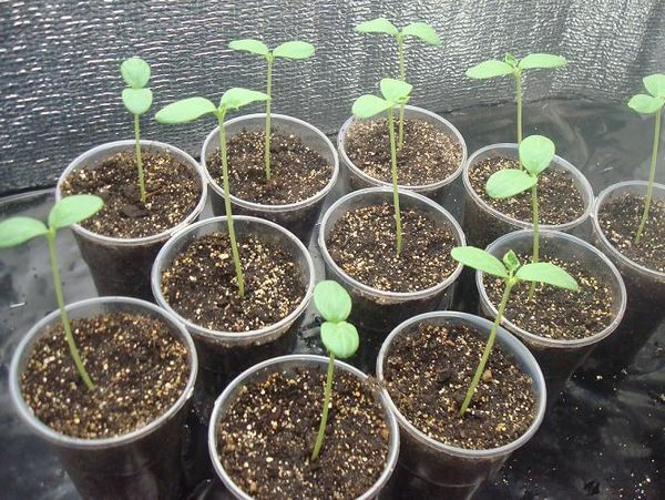 ينبغي أن يتم زرع شتلات البطيخ في الأرض في نهاية شهر مايو. ينبغي أن يتم زرع شتلات البطيخ في الأرض في نهاية شهر مايو.