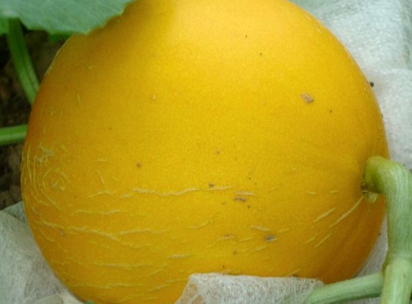 البطيخ الذهبي مقاوم للأمراض البطيخ الذهبي مقاوم للأمراض