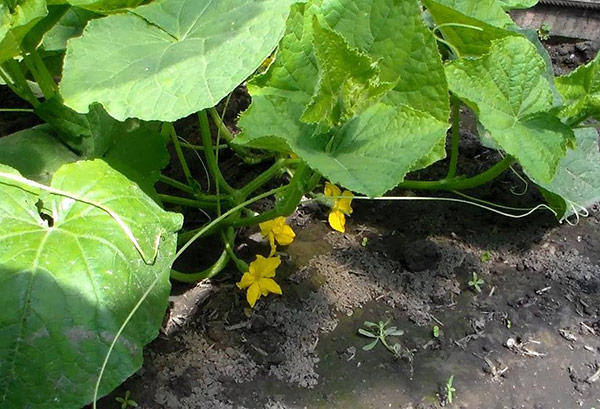 يتم ري الخيار في الصباح أو في المساء. يتم ري الخيار في الصباح أو في المساء.