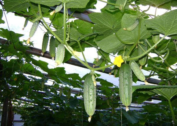 يجب ربط الخيار في الدفيئة وتشكيله. يجب ربط الخيار في الدفيئة وتشكيله.