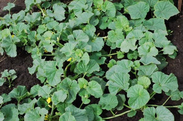 في منطقة موسكو، يوصى بزراعة البطيخ في الدفيئة. في منطقة موسكو، يوصى بزراعة البطيخ في الدفيئة.