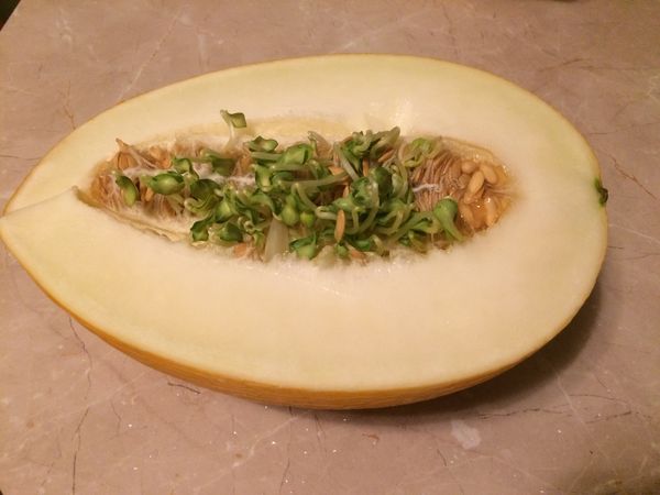 تبدأ بذور البطيخ في الإنبات في وقت مبكر من اليوم السابع تبدأ بذور البطيخ في الإنبات في وقت مبكر من اليوم السابع