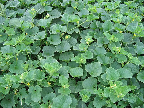 يتم ممارسة تطعيم البطيخ على الكوسة في المنطقة غير السوداء. يتم ممارسة تطعيم البطيخ على الكوسة في المنطقة غير السوداء.