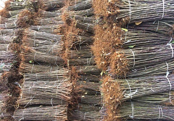 Ābolu var arī potēt uz citiem kokiem.