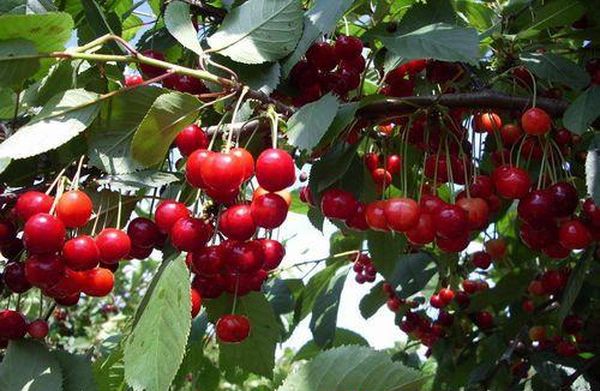 تتميز شجرة الكرز نوفيلا بمقاومتها للصقيع. تتميز شجرة الكرز نوفيلا بمقاومتها للصقيع.