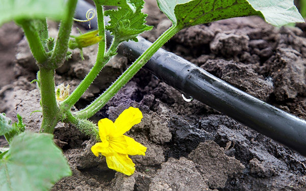 الري بالتنقيط للخيار الري بالتنقيط للخيار