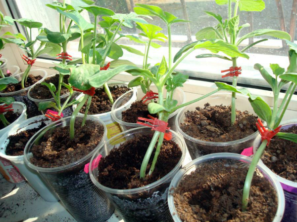 تطعيم البطيخ والبطيخ على اليقطين هو الأكثر فعالية تطعيم البطيخ والبطيخ على اليقطين هو الأكثر فعالية