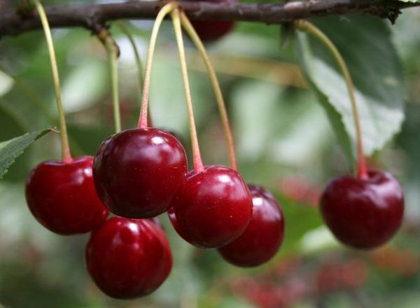 صنف الكرز "جريوت موسكوفسكي" صنف الكرز "جريوت موسكوفسكي"