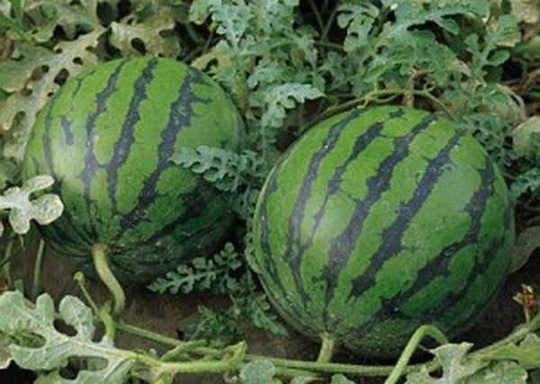 Labāk ir barot melones augus, izmantojot sakņu metodi.