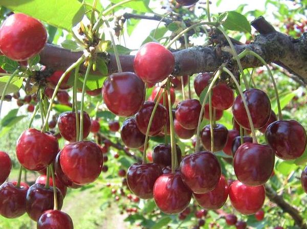 تبدأ فترة الإثمار في السنة الرابعة أو الخامسة من عمر الشجرة. تبدأ فترة الإثمار في السنة الرابعة أو الخامسة من عمر الشجرة.