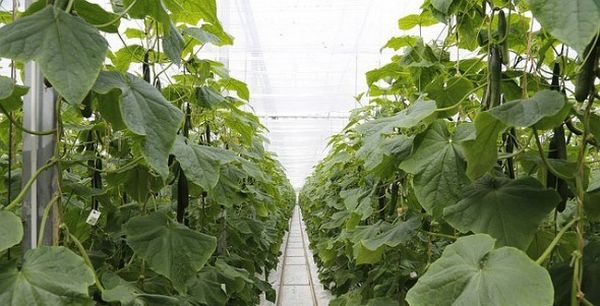 لا يمكن تكوين سوى شجيرات الخيار المتفرقة بشكل صحيح. لا يمكن تكوين سوى شجيرات الخيار المتفرقة بشكل صحيح.