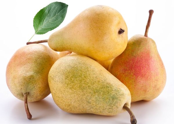 يمكن لبرغموت المسقط أن يؤتي ثماره حتى في عمر 60 عامًا. يمكن لبرغموت المسقط أن يؤتي ثماره حتى في عمر 60 عامًا.