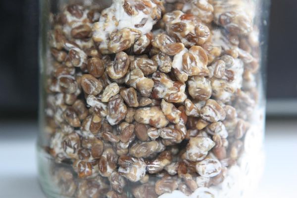 Du kan selv lave mycelium Du kan selv lave mycelium