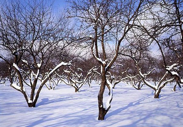 Ved lave temperaturer er pæren i fare Ved lave temperaturer er pæren i fare