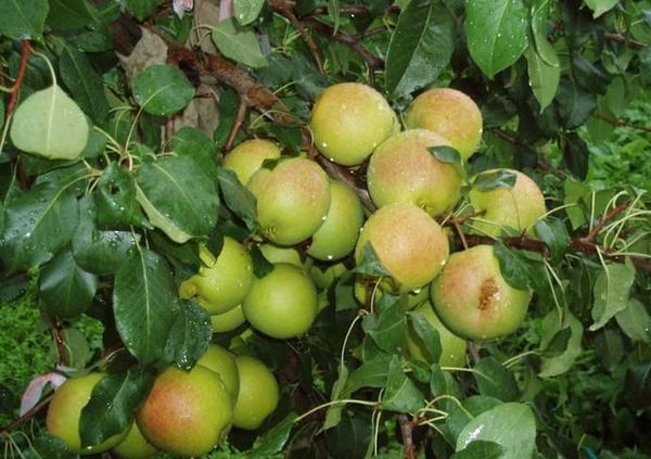 يمكن تخزين فاكهة أوترادنينسكايا لمدة تصل إلى 4 أشهر. يمكن تخزين فاكهة أوترادنينسكايا لمدة تصل إلى 4 أشهر.