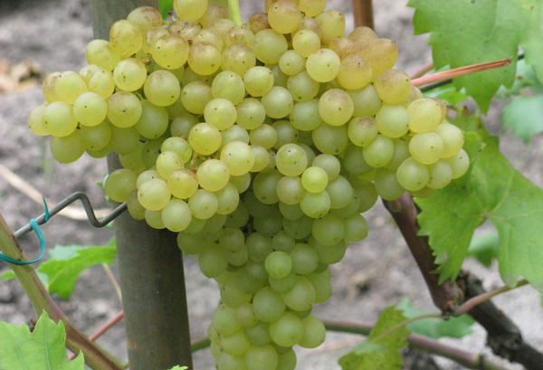 تتمتع أصناف العنب الكشمش بالعديد من الخصائص المفيدة. تتمتع أصناف العنب الكشمش بالعديد من الخصائص المفيدة.