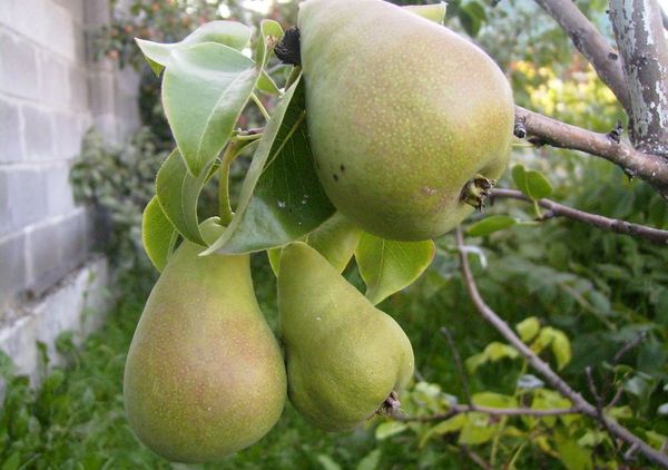 تفسد مجموعة الكمثرى ليل بسرعة كبيرة. تفسد مجموعة الكمثرى ليل بسرعة كبيرة.