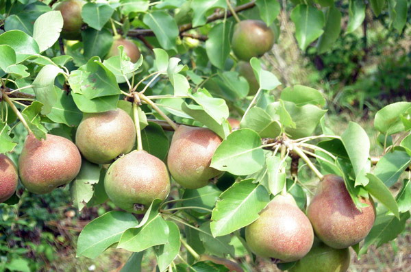 تحتاج شجرة الكمثرى ليل إلى الري بشكل منتظم. تحتاج شجرة الكمثرى ليل إلى الري بشكل منتظم.