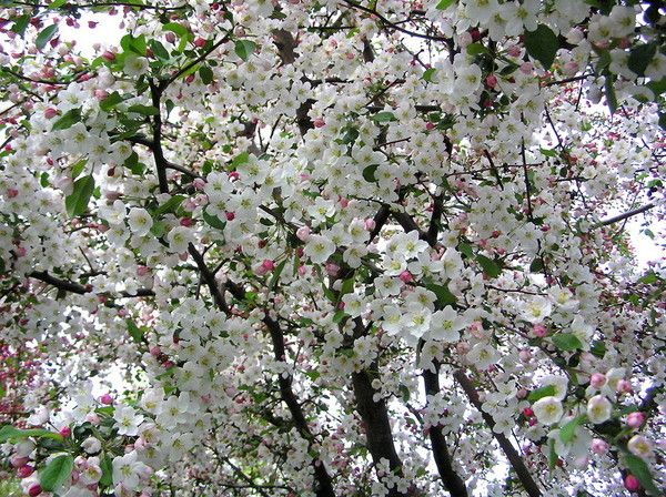 الشجرة لا تحب الصقيع. الشجرة لا تحب الصقيع.