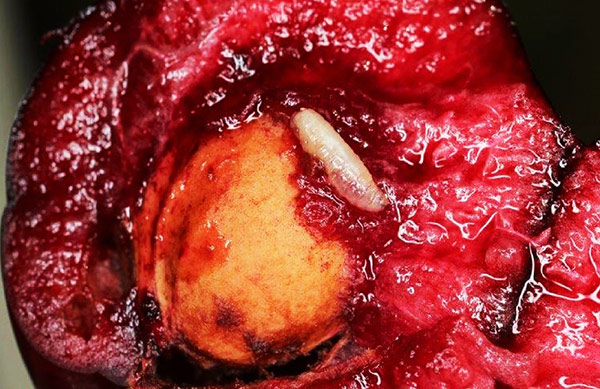 Nie wiadomo, dlaczego larwy muszki owocówki wiśniowej trafiają do owoców. Nie wiadomo, dlaczego larwy muszki owocówki wiśniowej trafiają do owoców.