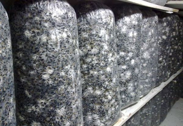 Materialet opbevares godt i kulden Materialet opbevares godt i kulden