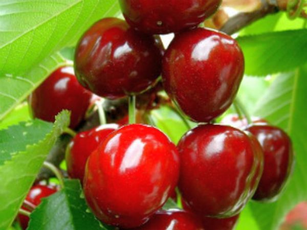 يتحمل فأر ميشورين الصقيع جيدًا يتحمل فأر ميشورين الصقيع جيدًا