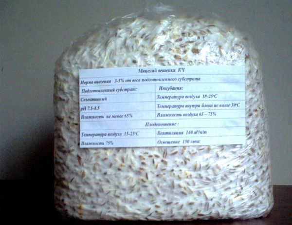 Mycelium er det mycelium, som svampe vokser i. Mycelium er det mycelium, som svampe vokser i.